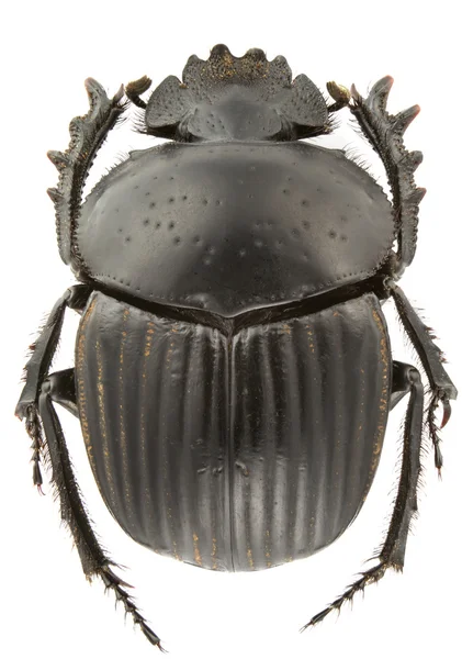 Scarabaeus Laticollis Escarabajo Estiércol Aislado Sobre Fondo Blanco —  Fotos de Stock