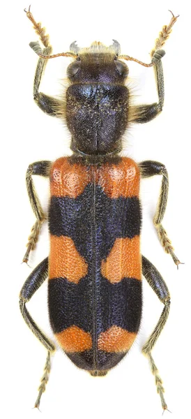 Beyaz Bir Arka Plan Üzerinde Izole Trichodes Crabroniformis Damalı Böceği — Stok fotoğraf