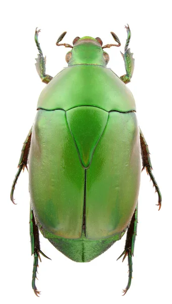 Pseudomacraspis affinis — Stock Photo, Image