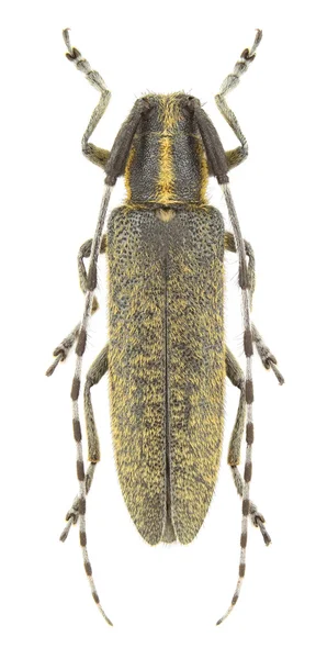 Agapanthia villosoviridescens — Foto de Stock