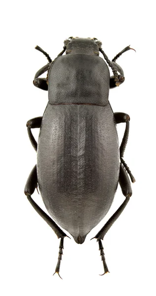 Жінка Blaps Halophila Ізольована Білому Тлі — стокове фото