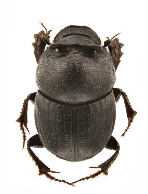 Onthophagus kindermanni