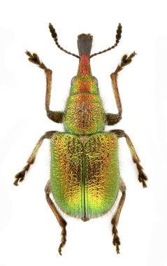 Rhynchites auratus clipart