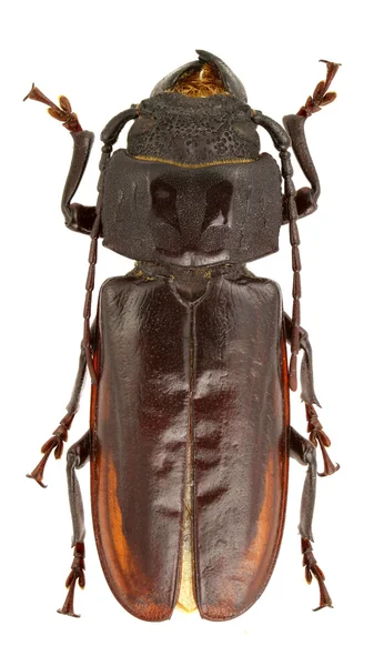 Mallodon Spinibarbis Longhorn Beetle Выделен Белом Фоне — стоковое фото