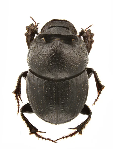 stock image Onthophagus kindermanni