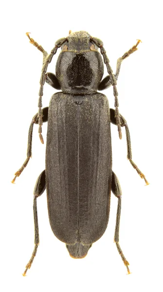 孤立在白色背景上的盗 Tetropium 黑云杉长角甲虫 — 图库照片