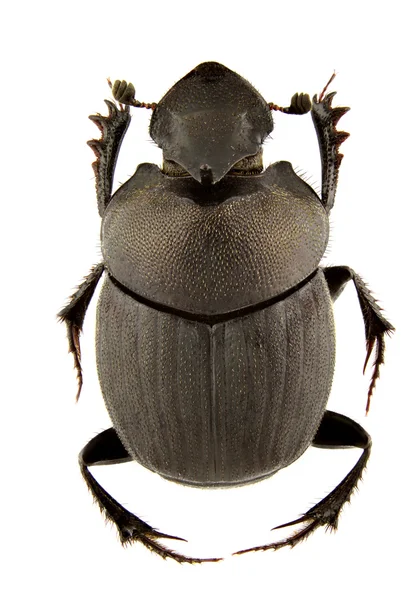 Onthophagus verticicornis — Foto de Stock