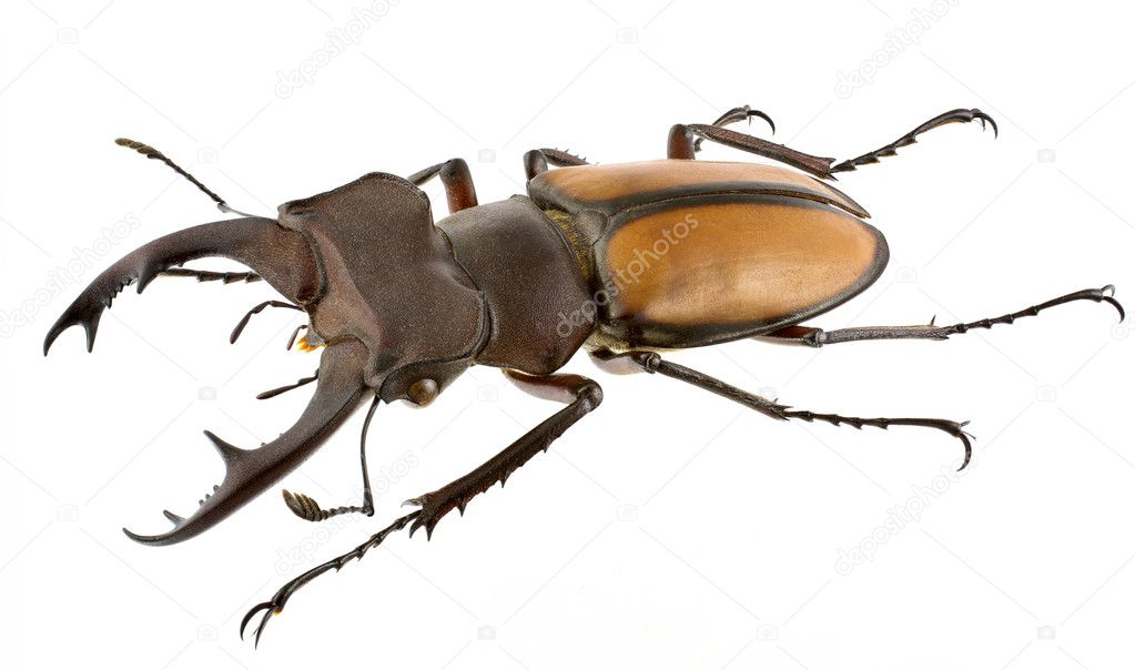 Lucanus laetus (stag beetle) isolated on a white background.