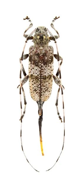 Weibchen Von Acanthocinus Griseus Isoliert Auf Weißem Hintergrund — Stockfoto
