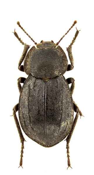 Asida Lostiae Darkling Beetle Białym Tle Białym Tle — Zdjęcie stockowe