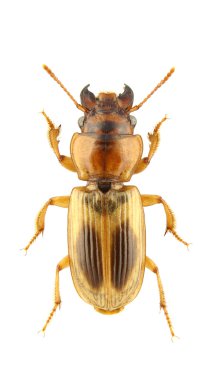 Daptus vittatus clipart