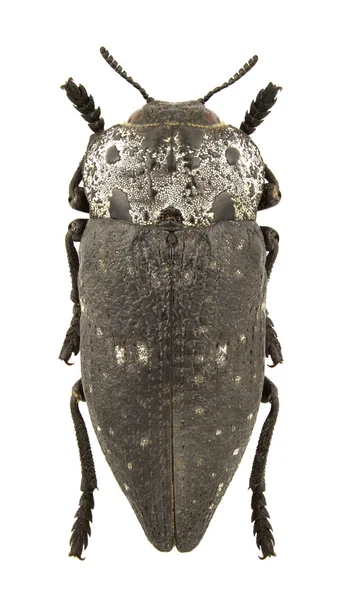 stock image Capnodis tenebrionis isolated on a white background.