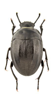 Erodius audouini peyroleri