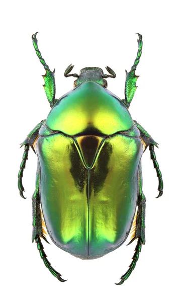 Protaetia Aeruginosa — Φωτογραφία Αρχείου