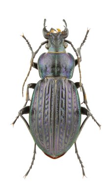 Female of Carabus ullrichii fastuosus isolated on white background. clipart