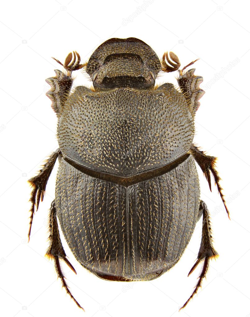 Onthophagus parmatus — Stock Photo © cosmln 4855828