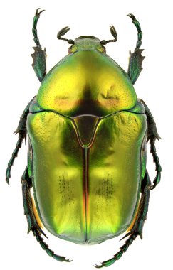 Female of Protaetia affinis isolated on a white background. clipart