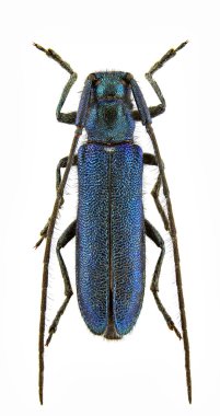 Agapanthia violacea clipart