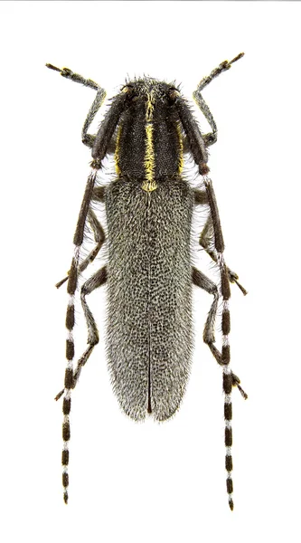 Kvinna Agapanthia Maculicornis Isolerad Vit Bakgrund — Stockfoto