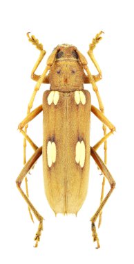 Eburia quadrigeminata isolated on a white background clipart