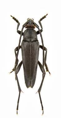 Pedostrangalia verticalis