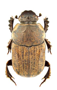 Cheironitis ungaricus