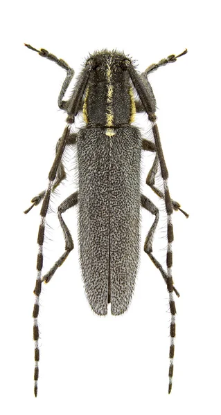 Muž Agapanthia Maculicornis Izolovaných Bílém Pozadí — Stock fotografie