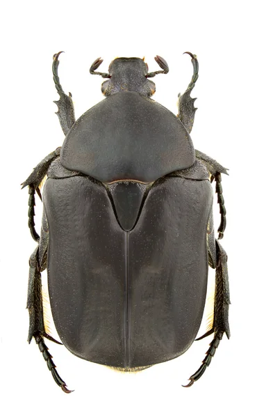 Protaetia opaca — Zdjęcie stockowe