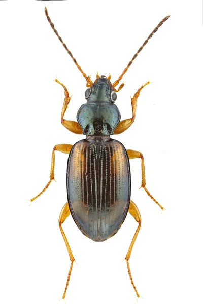 Ocydromus tatracolus — Φωτογραφία Αρχείου