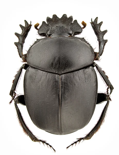 Escarabajo tifón — Foto de Stock
