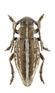 Pedestredorcadion pusillum