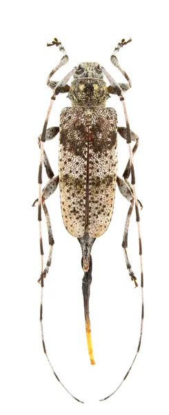 Weibchen Von Acanthocinus Griseus Isoliert Auf Weißem Hintergrund — Stockfoto