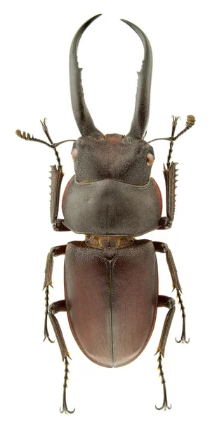 Prosopocoilus gracilis — Stok fotoğraf