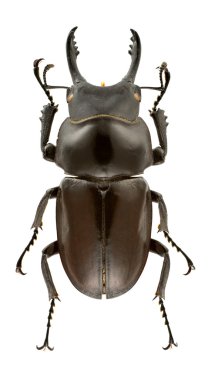 Neolucanus delicatus