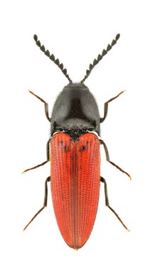Ampedus rufipennis isolated on a white background. clipart