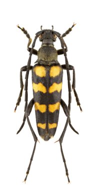 Leptura quadrifasciata