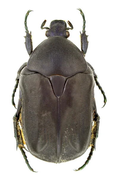 Protaetia Opaca Aislada Sobre Fondo Blanco — Foto de Stock