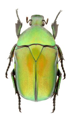 Rhomborrhina unicolor clipart