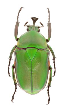 Trogonophorus rothschildi clipart