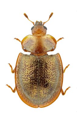 Thymalus limbatus clipart