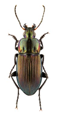 Poecillus versicolor clipart