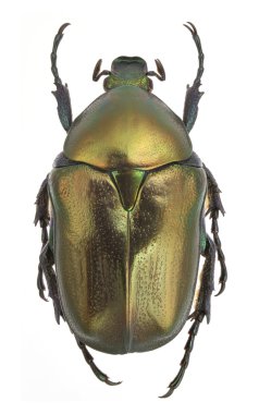 Protaetia angustata