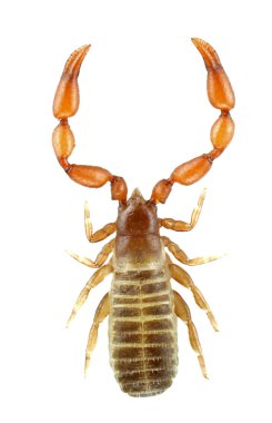 Pseudoscorpion clipart