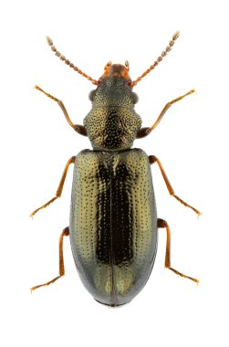 Rabocerus foveolatus