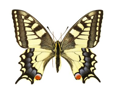 Papilio machaon clipart