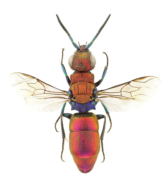 Chrysura cuprea — 图库照片