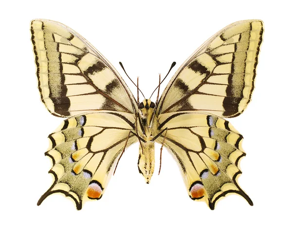 Papilio machaon — Foto de Stock
