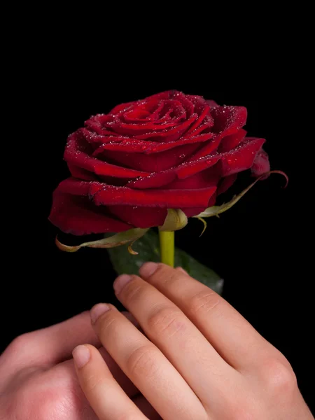 Red rose in the hands of men and women — Stock Photo, Image