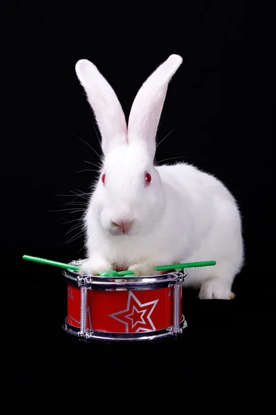 Білий кролик з барабаном — стокове фото
