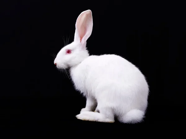 Biały królik — Zdjęcie stockowe